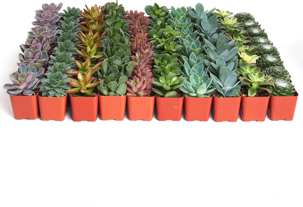 Shop Succulents Assorted Succulent Plant Pack Bulk Collection - Live Mini Succulent Plants, Low Maintenance, Mixture of Colors & Textures - Wedding and Party Favors, Gift & Garden, Pack of 256