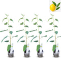 Lemon Eucalyptus (Corymbia citriodora) Live Plant - Fragrant Indoor/Outdoor Plant with Natural Insect Repellent Citronella Oil (4 eucal-Lemon sacs)