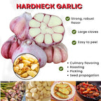1 Pound Hard Neck Garlic for Planting in Fall, Purple Garlic Bulb for Planting, Fresh and High Yield, Cold Hardy, Planting Softneck Hardneck