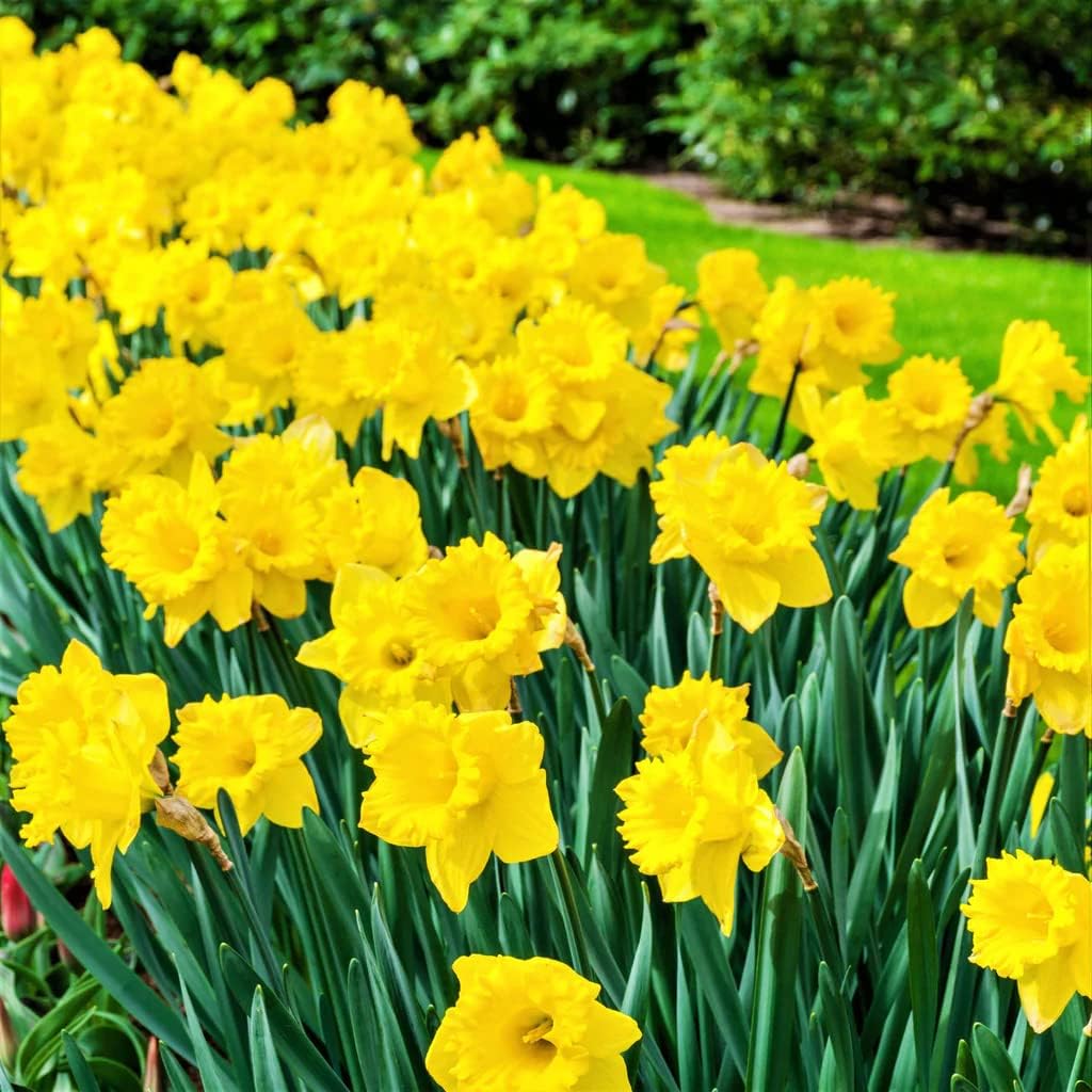 50 Yellow Daffodil Bulbs for Planting - Dutch Master Value Bag - Plant in Gardens, Borders & Flowerbeds - Bulb Size 10/12 cm - Easy to Grow Fall Flowers Bulbs by Willard & May