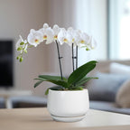 G EPGardening Ceramic Pots for Plants - 6 Inch Planter for Indoor Plants, Flower Pots with Drainage and Ceramic Tray, Modern Office Decor, Gifts for Plant Lovers, White