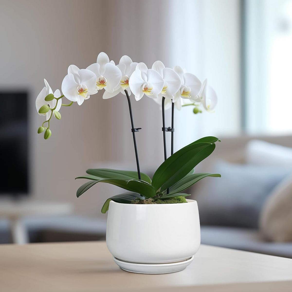 G EPGardening Ceramic Pots for Plants - 6 Inch Planter for Indoor Plants, Flower Pots with Drainage and Ceramic Tray, Modern Office Decor, Gifts for Plant Lovers, White