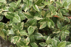 Variegated Asiatic Jasmine | 40 Live Plants | Trachelospermum Asiaticum | Fast Growing Ground Cover, Evergreen Foliage, Low Maintenance Vine, Landscaping Shrub, Drought Tolerant Plant