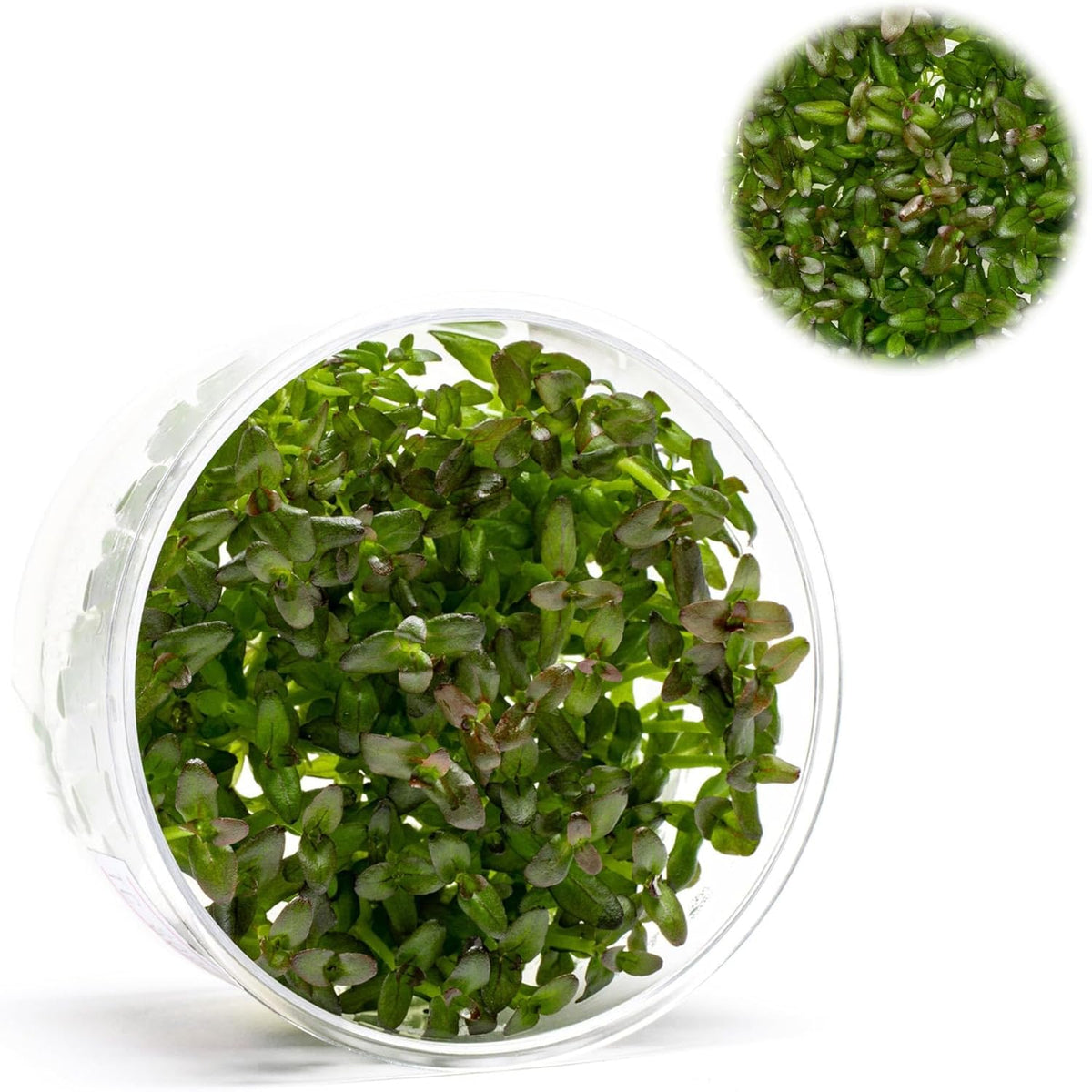 Ultum Nature Systems Live Tissue Culture - Purple Bacopa (Bacopa salzmannii) - Moderate - Moderate to High Light - Purple and Violet Accent - Midground - 100% Snail Free Grown in-Vitro - Regular Cup