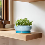 Bonsai Pots Small - 6 Inch Succulent Pots with Drainage Hole and Saucer, Succulent Planters for Indoor Outdoor, Shallow Plant Pot, Round Bonsai Planter, Office Decor, Plant Lover Gifts, Blue