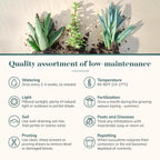 Shop Succulents Collectors Succulent Plant Pack Collection - Live Mini Succulent Plants, Low Maintenance, Colors & Textures - Wedding and Party Favors, Gift & Garden, Pack of 20