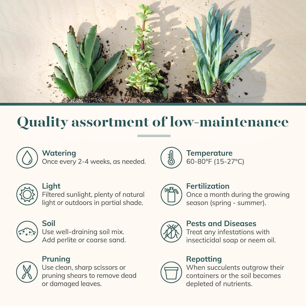 Shop Succulents Collectors Succulent Plant Pack Collection - Live Mini Succulent Plants, Low Maintenance, Colors & Textures - Wedding and Party Favors, Gift & Garden, Pack of 64