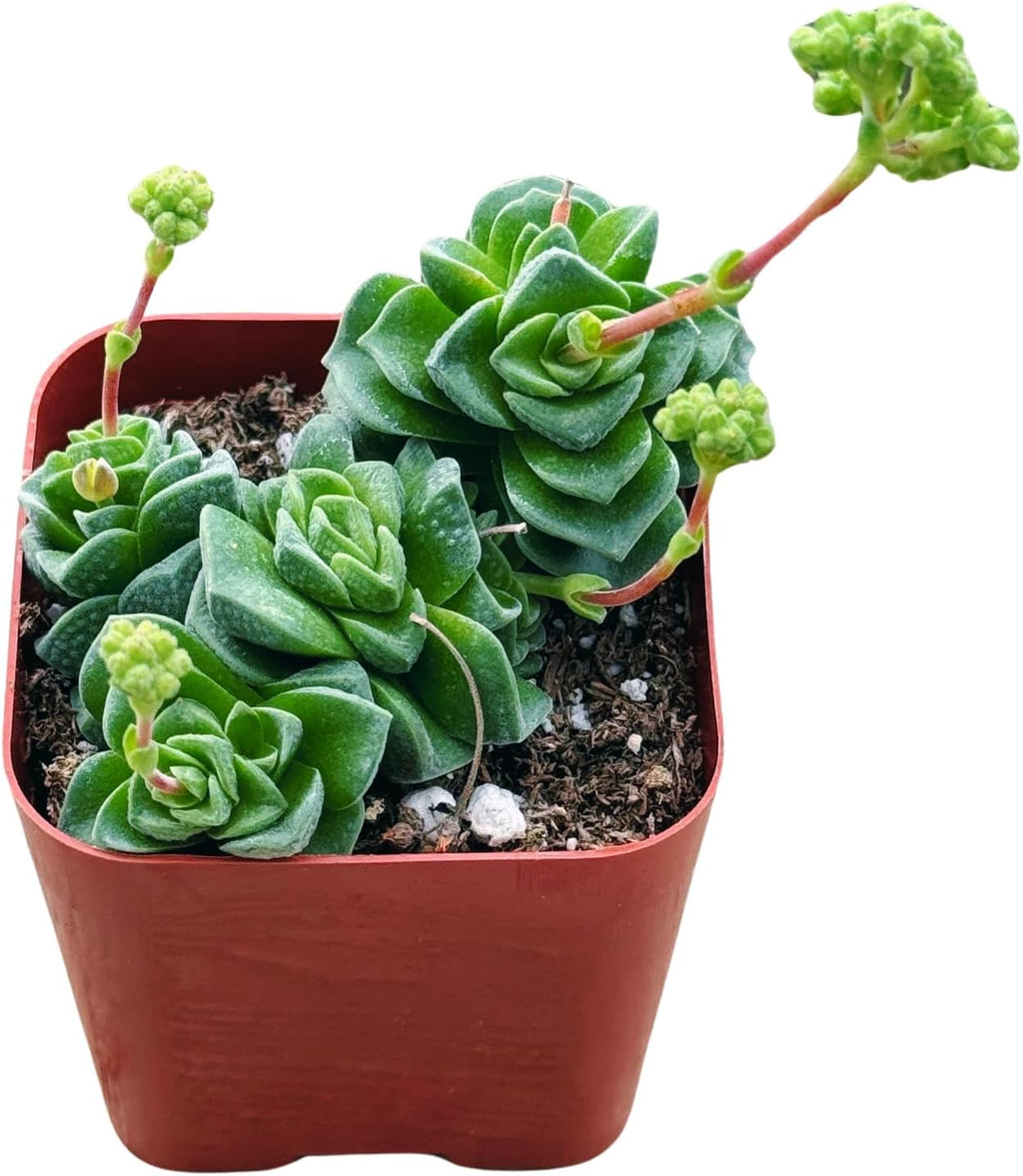 Succulents Plants Live 2inch Live Mini Succulent Plants, Easy Care House Plants Rooted in Succulent Soil Mix, by The Succulent Cult (Crassula Susannae *Rare*, 2 Inch)