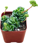 Succulents Plants Live 2inch Live Mini Succulent Plants, Easy Care House Plants Rooted in Succulent Soil Mix, by The Succulent Cult (Crassula Susannae *Rare*, 2 Inch)