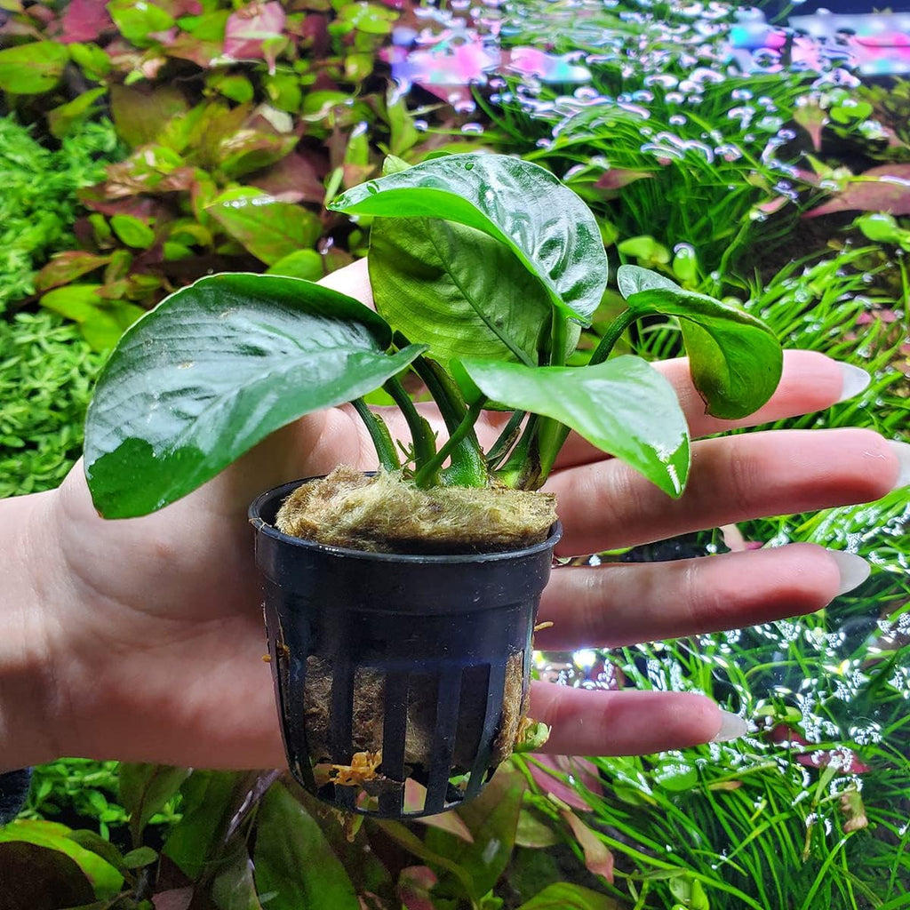 SubstrateSource Anubias Live Aquarium Plants - Potted Freshwater Plant for Fish Tanks, Terrariums - Beginner Friendly Low Light (Barteri Butterfly, 1 Pot)