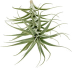 Live Air Plants - Tillandsia Albida 7-12" - 3ct – ragnaroc Live Indoor Plant - Live Arrival Guaranteed - House Plants for Home Decor & Gift