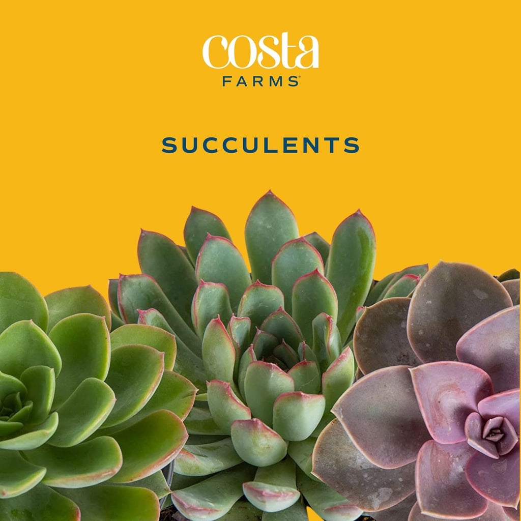 Costa Farms Mini Succulent DIY Heart Kit Fully Rooted, 2-inch Live Indoor Plant, 4-Inches Tall, Heart Frame DIY Kit, Housewarming Gift, Room Decor