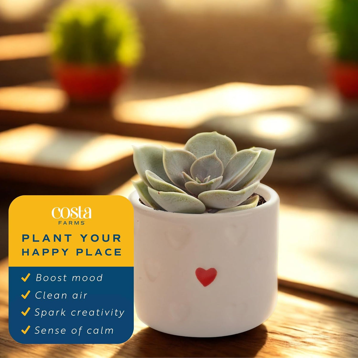 Costa Farms Succulent Plants (Pack of 3), Live Indoor Plant Mini Succulent in Cute Decor Plant Pot, Potting Soil Mix, Grower's Choice, Housewarming Gift, Room Decor, 2-Inches Tall