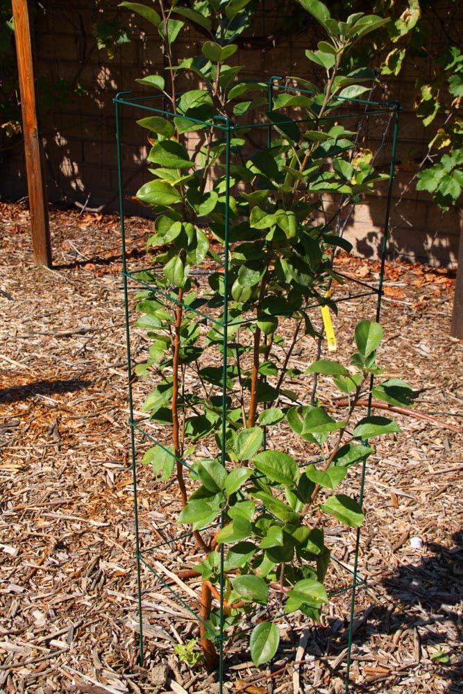 Green Square Folding Tomato Cage Plant Support Stake Tower 12 inch by 46 inch, Pack of 10 Sets