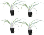 Healthy Spider Plant - Easy Care, Air-Purifying Houseplant (4 Spider Cups)