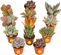 Costa Farms Live Succulent Plants (12-Pack), Mini Succulent Assortment Potted in Nursery Plant Pots, Grower's Choice Indoor Houseplants, Bulk Gift for Baby Shower, Wedding, Party, 2-Inches Tall