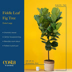 Costa Farms Fiddle Leaf Fig Tree Plant, Live Ficus Lyrata, Live Indoor Plant in Nursery Plant Pot, Live Houseplant in Soil Mix, Housewarming New Home, Office and Indoors Decor, 5 Feet Tall