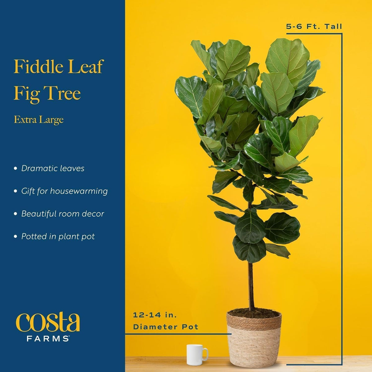 Costa Farms Fiddle Leaf Fig Tree Plant, Live Ficus Lyrata, Live Indoor Plant in Nursery Plant Pot, Live Houseplant in Soil Mix, Housewarming New Home, Office and Indoors Decor, 5 Feet Tall