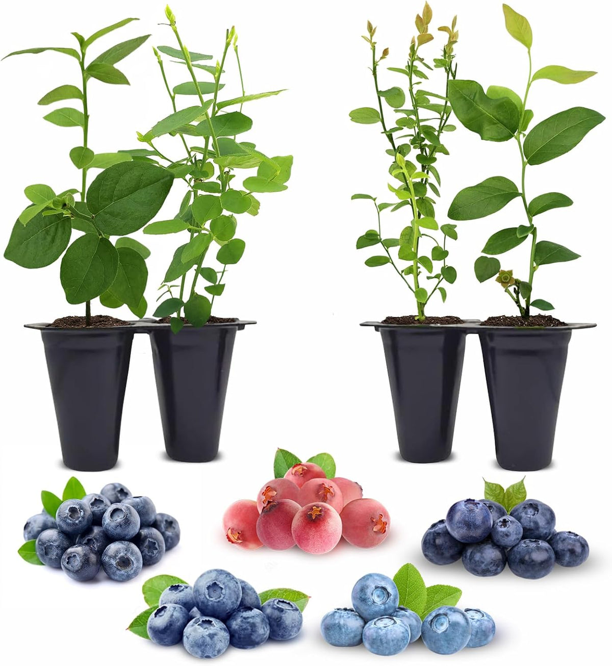 Blueberry Plants Collection (4 Pack) Edible Fruit Plant from Our Optimal Picks | Easy to Grow Plants for Sustainable Living | Grow Your own Food on Your Edible Organic Garden | Live for Planting |