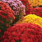 500+ Mixed Color Chrysanthemum Seeds for Planting - Hardy Garden Flower Seeds - Rare Ground Cover Landscape Easy Grow & Maintain