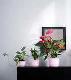 Ton Sin Plant Pots, 4.1+5.1+6.5 inch, Set of 3, Ceramic Planters with Drainage Hole and Saucer, Indoor Flower Pot with Drainage Hole, Gifts for Mom(Matte Pink)