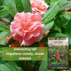 Sow Right Seeds - Balsam Tom Thumb Mix Flower Seeds for Planting - Indoors or Outdoors - Non-GMO Heirloom Packet with Instructions to Plant in Your Garden - Impatiens - Colorful Blooms (1)