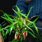 Ultum Nature Systems Live Tissue Culture - Hygrophila 'Araguaia' (Hygrophila lancea) - Moderate - High Light - Reddish-Brown Accent - Midground - 100% Snail Free Grown in-Vitro - Regular Cup