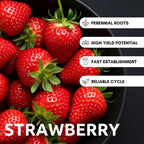 Ruby Royale Strawberry Plants - Grow Giant Strawberries - Bare Root Plants (30 Plants)