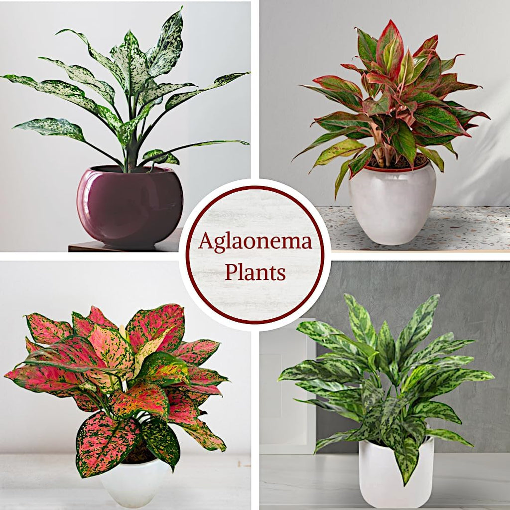 Aglaonema Live Plant Collection (4-Pack) - Chinese Evergreen Plants in 2-Inch Pots | Easy-Care Indoor Houseplants | Perfect for Low Light, Office Decor, and Air Purification