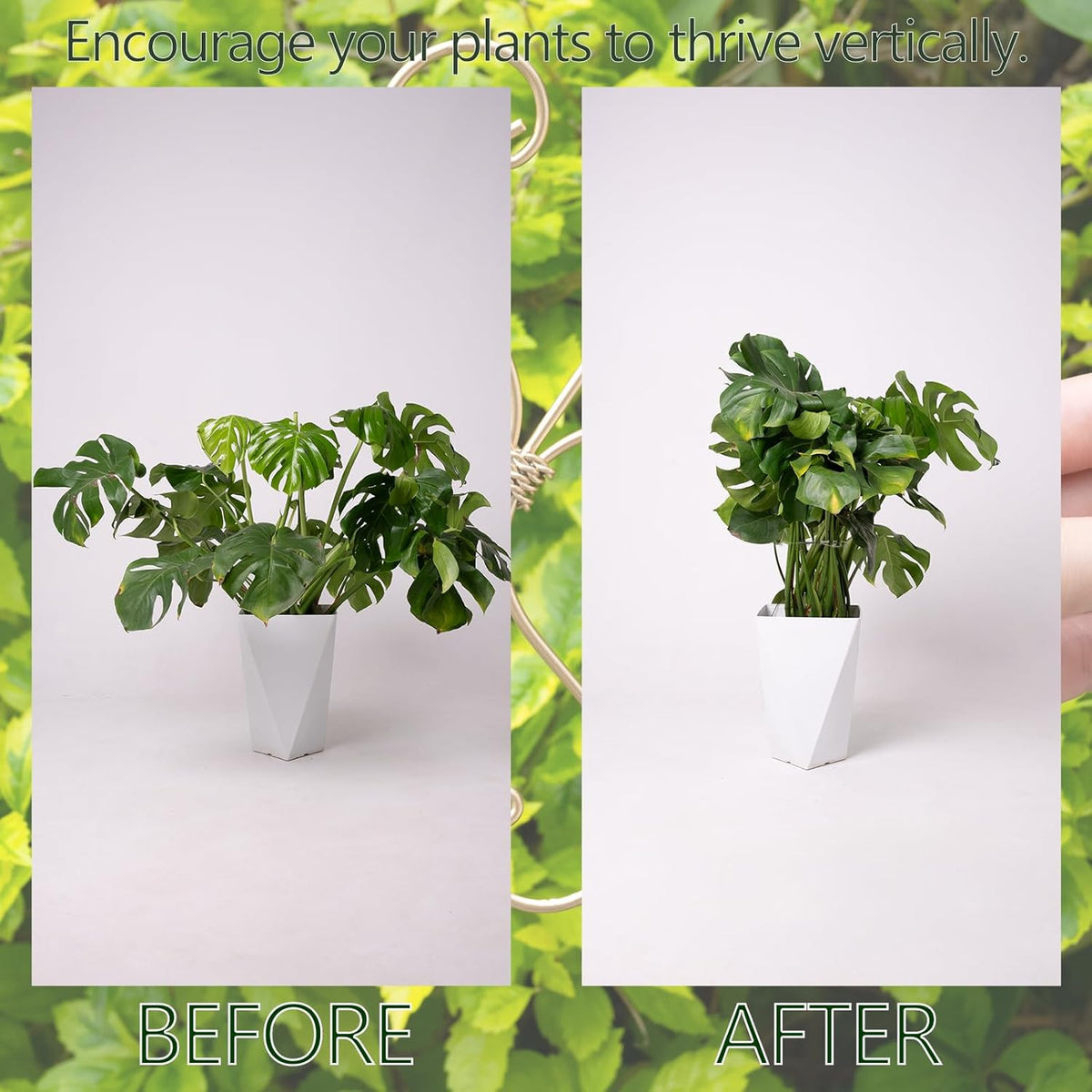 5PCS 7.5 Inch Monstera Plant Stem Support Hook - Premium Metal Structure for Indoor Plants, Durable and Elegant Stem Holder with Soft Touch Clips for Stable Growth
