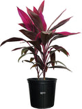Cordyline Fruticosa, Red Sister, Ti Plant, Live Plant 25-30 in. Tall in Grower Pot by Nature's Way Farms
