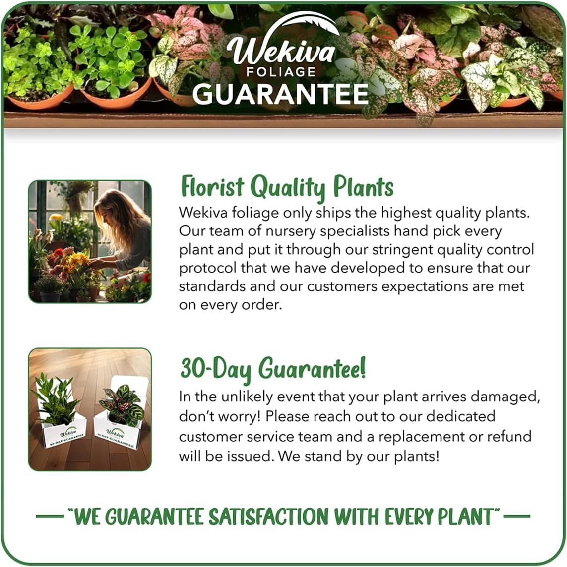 Berry Variety Pack - 4 Live Starter Plants - A Selection of Blueberry, BlackBerry, and Raspberry Varieties for Your Edible Garden