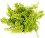 Mini Ferns for Terrariums/Fairy Garden - 5 Different Plants-2" Pots