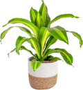Costa Farms Dracaena Golden Heart Live Indoor Plant, Easy to Grow Houseplant in Modern Plant Pot, Potting Soil, Living Room, Home and Office Decor, Housewarming Gift, 2-3 Feet Tall