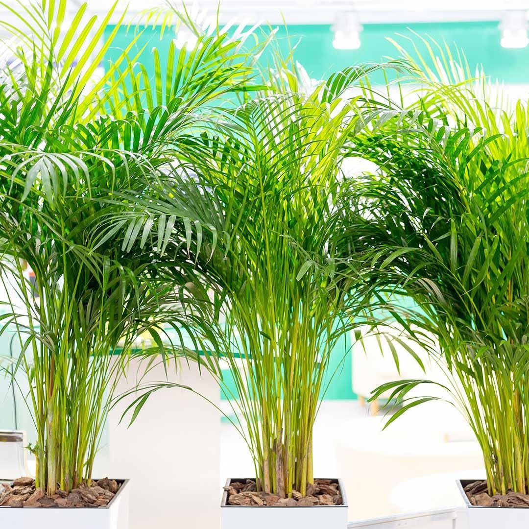 American Plant Exchange Areca Palm – Live 4-Inch 3-Pack, Easy-Care Tropical Houseplants with Lush Green Fronds, Air-Purifying Indoor Plants for Home, Office, Apartments & Small Space Décor
