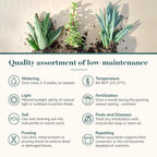 Shop Succulents Assorted Succulent Plant Pack Collection - Live Mini Succulent Plants, Low Maintenance, Mixture of Colors & Textures - Wedding and Party Favors, Gift & Garden, Pack of 64