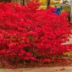 Burning Bush Shrub, Dwarf Burning Bush Live Plant in 4 Inch Pot, Red Shrub No Shipping to N.Y. CA, or MA, ME, VT, NH, NY
