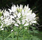 Pure White Cleome - White Queen Spider Plant Seeds - Nectar Flower for Monarch Butterflies - 1000 Seeds -
