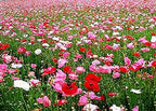 10,000 Double Shirley Poppies Seeds: Pastel Poppy Seeds