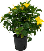 Hibiscus Live Plant - Yellow Hibiscus Bush - Flowering Plants - Yellow Ft. Myers - Overall Height 26" to 28" - (Plant Only)…