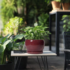 SQOWL Ceramic Planter - 8 Inch Plant Pot with Drainage Hole and Saucer, Round Planter for Indoor Outdoor Plants, Modern Decorative Flower Pots, Home Decor, Plant Lover Gifts, Red