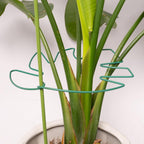 5PCS Monstera Plant Support Stem 9 x 7.6 in- Durable Stabilizer Set for Indoor Climbing Plants, Holders for Enhancing Growth, Ideal Gift for Plant Lovers, Fishbone Cactus Stake Garden Tool