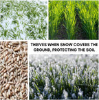 Rye Grass Seed - Fast Growing and Hardy Grass, Cover Crop, Food Plot. Grazing Pasture Seeds (25 Pounds)