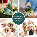 Shop Succulents Assorted Succulent Plant Pack Collection - Live Mini Succulent Plants, Low Maintenance, Mixture of Colors & Textures - Wedding and Party Favors, Gift & Garden, Pack of 256