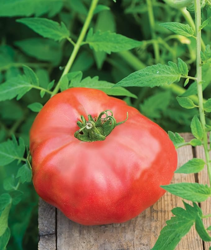 Burpee 'Brandy Boy', Hybrid Beefsteak Slicing Variety, Large Red Fresh Indeterminate Tomato, 35 Non-GMO Seeds