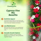 Outsidepride Mixed Cypress Vine Seeds - 200 Pcs Annual Flower Seeds with Nectar-Rich, Star-Shaped Flowers & Feathery, Fern-Like Leaves for Fences, Trellises, Pergolas & Vertical Gardens