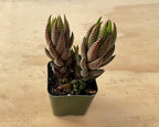 Sprout N Green Haworthia coarctata VAR. adelaidensis, Rare Live Succulent Plant Fully Rooted in 2inch Starter Pot, Home Office Indoor Outdoor Wedding Decoration DIY Projects Party Favor