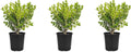 Japanese Boxwood | 3 Live 4 Inch Pots | Buxus Microphylla | Formal Evergreen Low Maintenance Hedge Plants