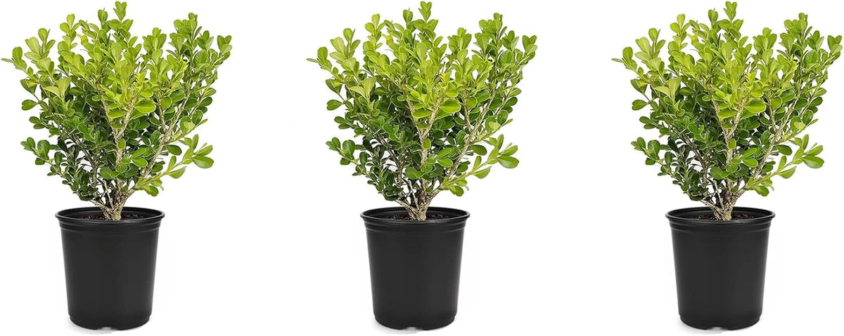 Japanese Boxwood | 3 Live 4 Inch Pots | Buxus Microphylla | Formal Evergreen Low Maintenance Hedge Plants