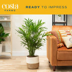 Costa Farms Cat Palm, Live Indoor Houseplant in Décor Planter, Tree-Like Floor House Plant Potted in Soil, Housewarming Gift for New Home, Living Room or Office Decor, Patio Decor, 3-4 Feet Tall
